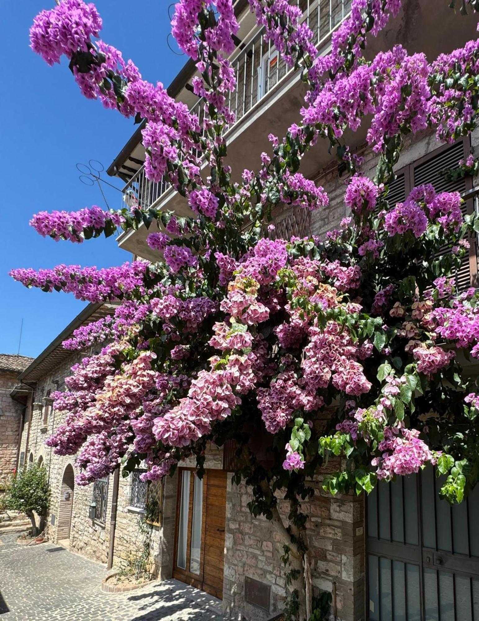 La Bouganville Assisi Exteriör bild